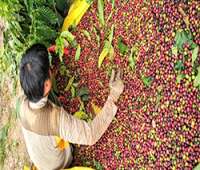 Rộn ràng mùa thu hoạch cà phê Đắk Hà – Kon Tum 
