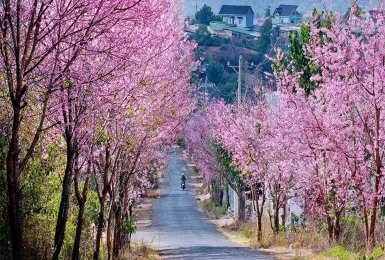 Tour Cà Mau Đà Lạt 3 ngày 3 đêm | Săn Mây Cầu Đất - Nông trại cổ tích tại Langfarm Center - Puppy Farm - Mango Land